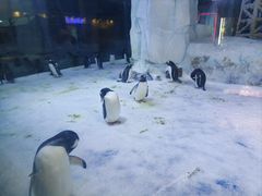 -芜湖新华联大白鲸海洋公园