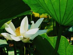 -莲花池公园