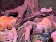 -正佳雨林生态植物园