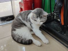 -瑞派动物医院·猫专科·至诚(江南中分院)