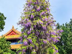 -北京国子监胡同