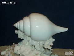 -亚龙湾中心广场·贝壳馆