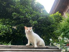 -龙华寺