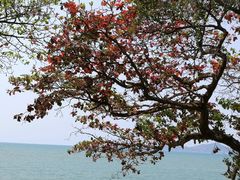 -卷心菜和避孕套餐厅(Pattaya)
