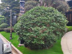 -上海皇廷花园酒店·西餐厅·自助餐