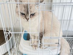 -锦鲤·咖啡(辰熙大厦店)