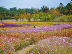 -上海共青森林公园