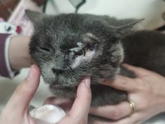 -宠爱国际动物医院· 猫科· 外科·中兽医(长白店)