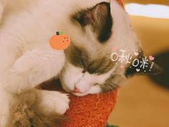 -猫腻·猫咖·撸猫馆(星光大道店)