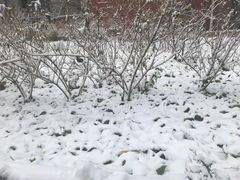 -比格比萨自助(花园路店)