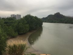 -大亚湾红树林城市湿地公园