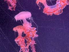 -珠海长隆海洋王国