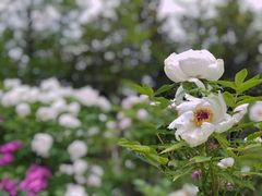 -洛阳市牡丹公园
