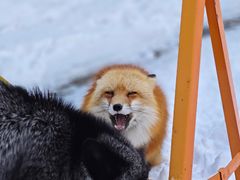 -宫城藏王狐狸村