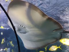 -太平洋海底世界