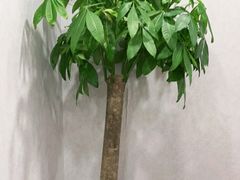 -金时代顺风大酒店(临港百联店)