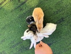 -萌宠亲子动物乐园(槐房万达店)