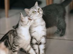 -平行世界·猫咖(首经贸店)