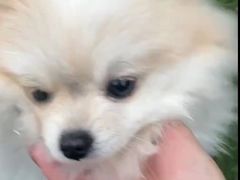 -汪说喵讲宠物乐园宠物酒店(红星美凯龙店)