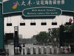 -荷兰花海