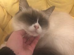 -猫色咖啡·猫咖