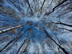 -塞罕坝国家级自然保护区