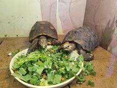 -上海大自然野生昆虫馆