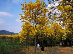 -天适樱花悠乐园