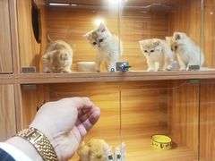 -猫十亿·布偶金渐层·曼基康矮脚猫舍(青年路店)