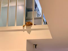 -纳吉亚猫专科动物医院·北北分院