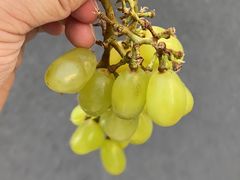 -九锅一堂酸菜鱼(学府凯德店)