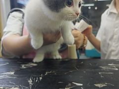 -虹泰宠物医院 ·旗舰店·24h(南秀路店)