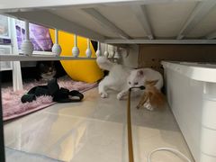 -沐沐家宠物(成寿寺店)