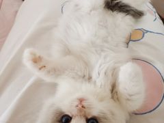 -屋虎猫馆(宝安大仟里店)