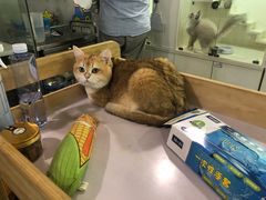 -十年猫舍·猫咪专门店(普陀店)