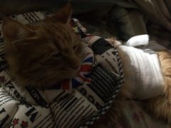 iphone_upload_pic-纳吉亚猫专科动物诊疗中心(蒋宅口分院)