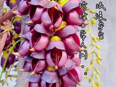 -中国科学院华南植物园