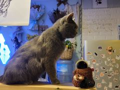 -平行世界·猫咖(首经贸店)