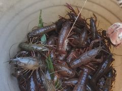 -同銮特种养殖场·龙虾垂钓