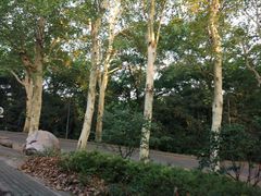 -武汉大学-樱园