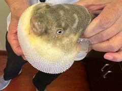 -长顺河豚馆(江洲东路)