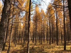 -塞罕坝国家级自然保护区