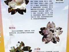 -顾村公园
