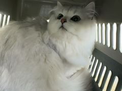 -派美特宠物医院·核磁CT·骨科肿瘤·疑难转诊(沈农禾丰店)