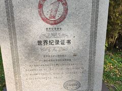 -千年银杏谷文化旅游区