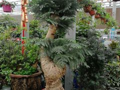 -三圣花乡旅游区