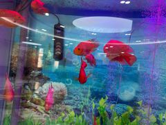 -雅悦齿科(顾村公园店)