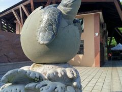 -广东惠东海龟国家级自然保护区