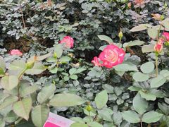 -人民公园(罗湖区)