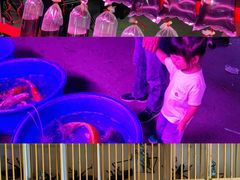 -中环花鸟鱼虫市场